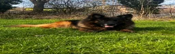 German Shepherd dogs for stud: German Shepard Hugo  in Waltham Cross - Advert 1