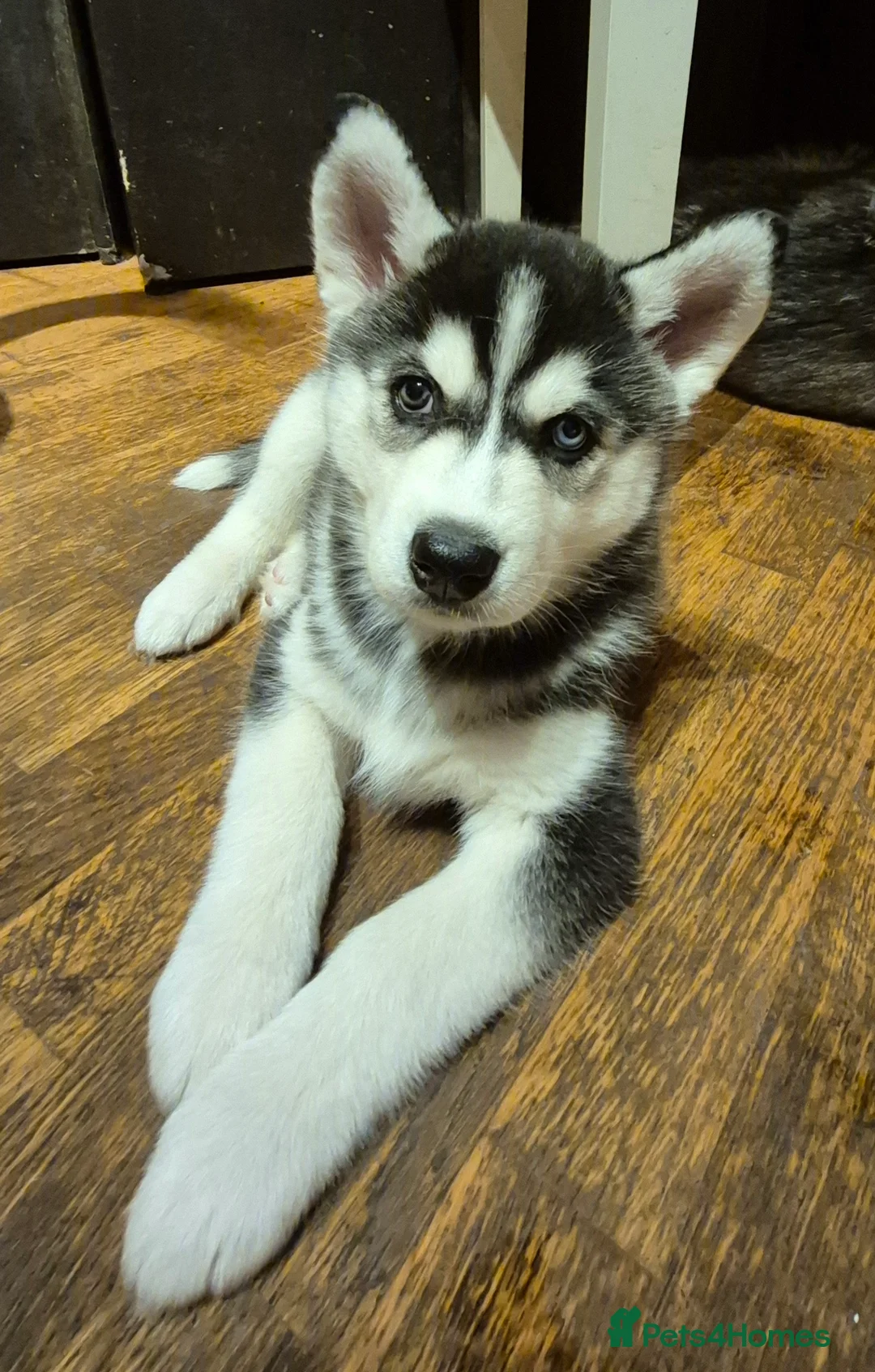 Siberian Husky dogs for sale: Fluffy & Smart Siberian Huskies 2 girls left - Advert 24