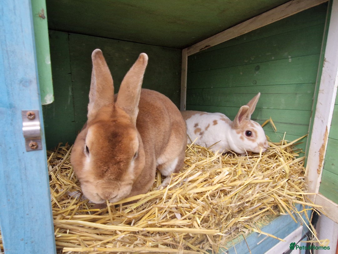 Rex rabbits for sale: Gorgeous breeding pair of mini rexes- £50 per pair - Image 6