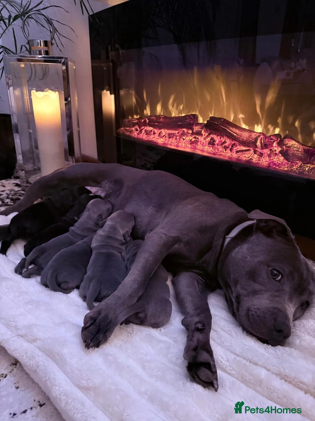 Staffordshire Bull Terrier dogs for sale: KC REGISTERED Staffordshire-bull-terrier Puppies  - Advert 16