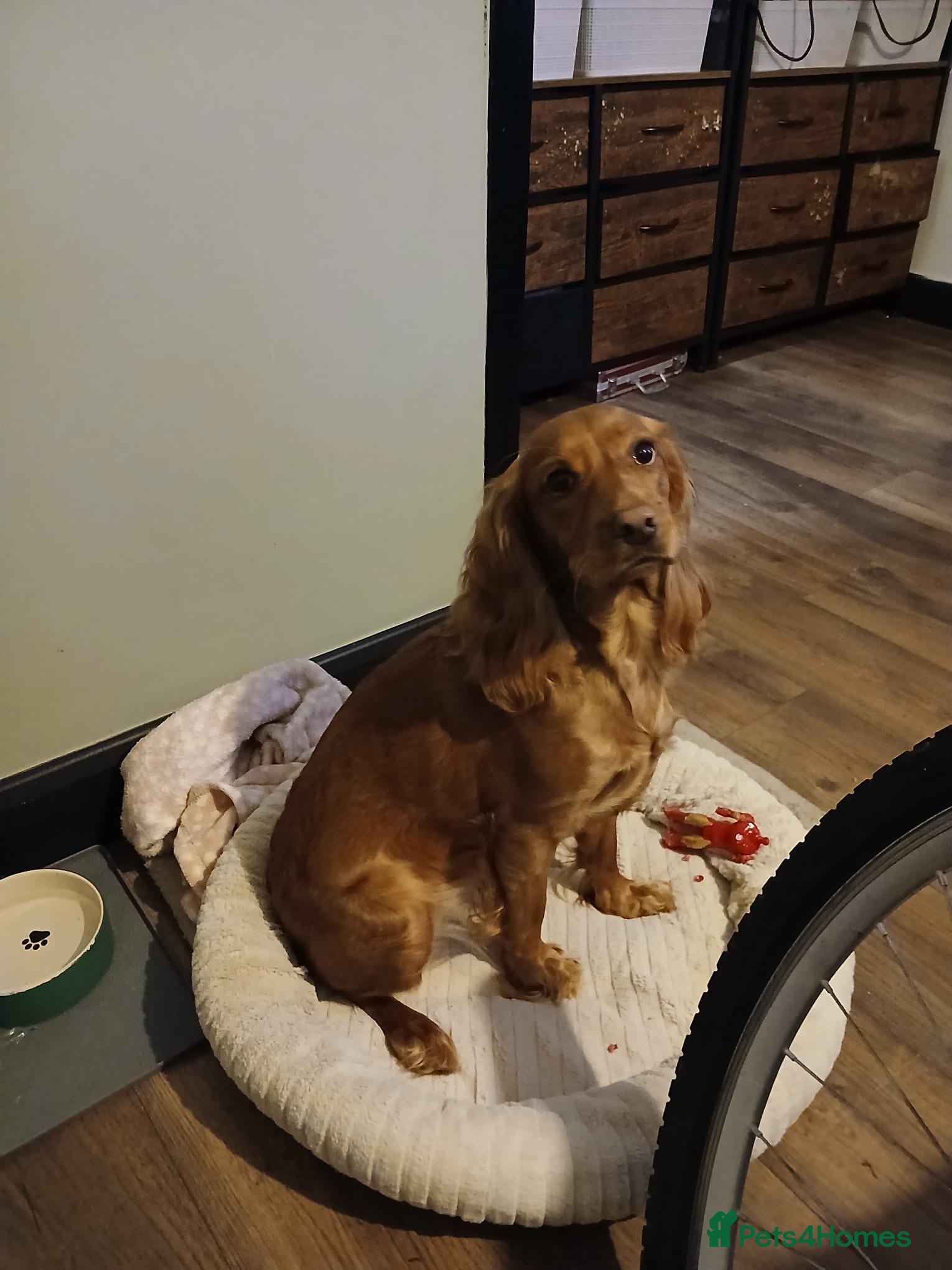 Cocker Spaniel dogs Female cocker spaniel  in Burgess Hill - Advert 6