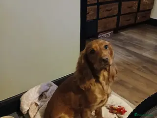 Cocker Spaniel dogs Female cocker spaniel in Burgess Hill - Advert 6