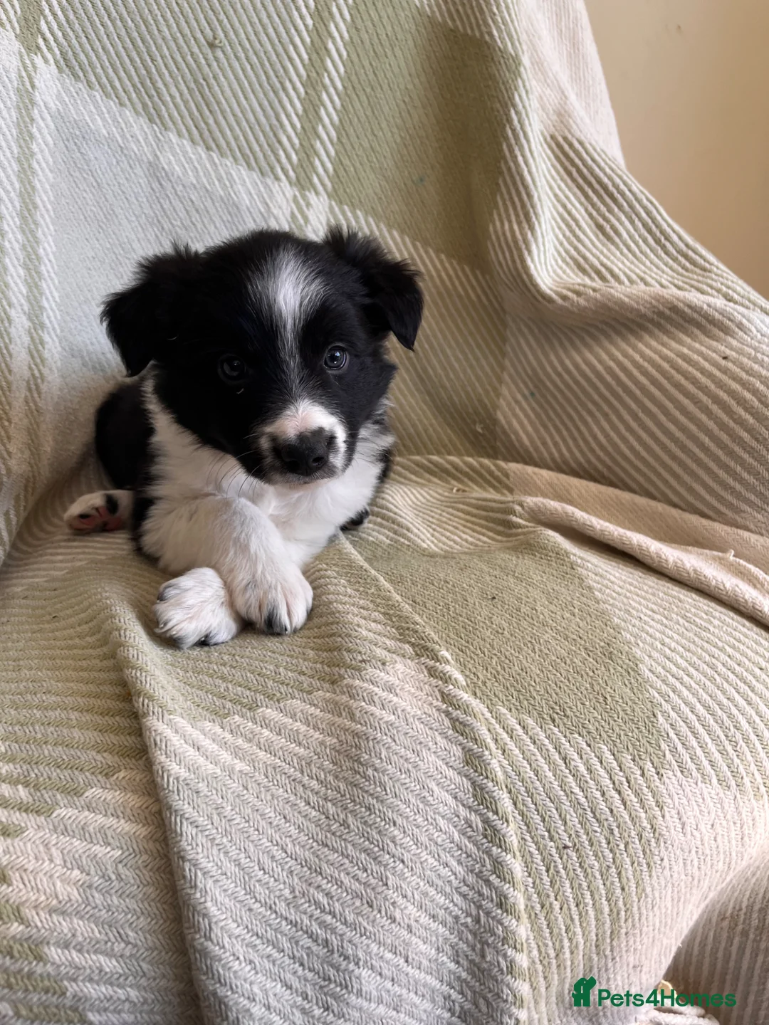 Border Collie dogs for sale: Beautiful Border Collie Puppies  - Advert 18