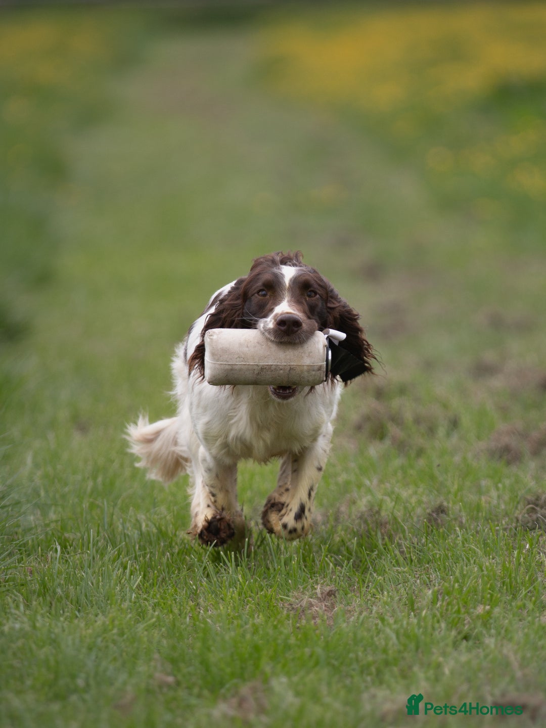 English Springer Spaniel dogs for stud: Field Trial Winner Ribblebrook Rocky @ Stud - Image 14