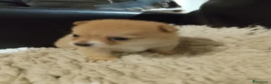 Pomchi 4
