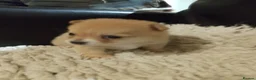 Pomchi dogs for sale: 5 beautiful pomchi puppies for sale - Advert 13