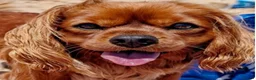 Cavalier King Charles Spaniel dogs for sale: Cute Cavalier boys guaranteed healthy by the vet   - Advert 5