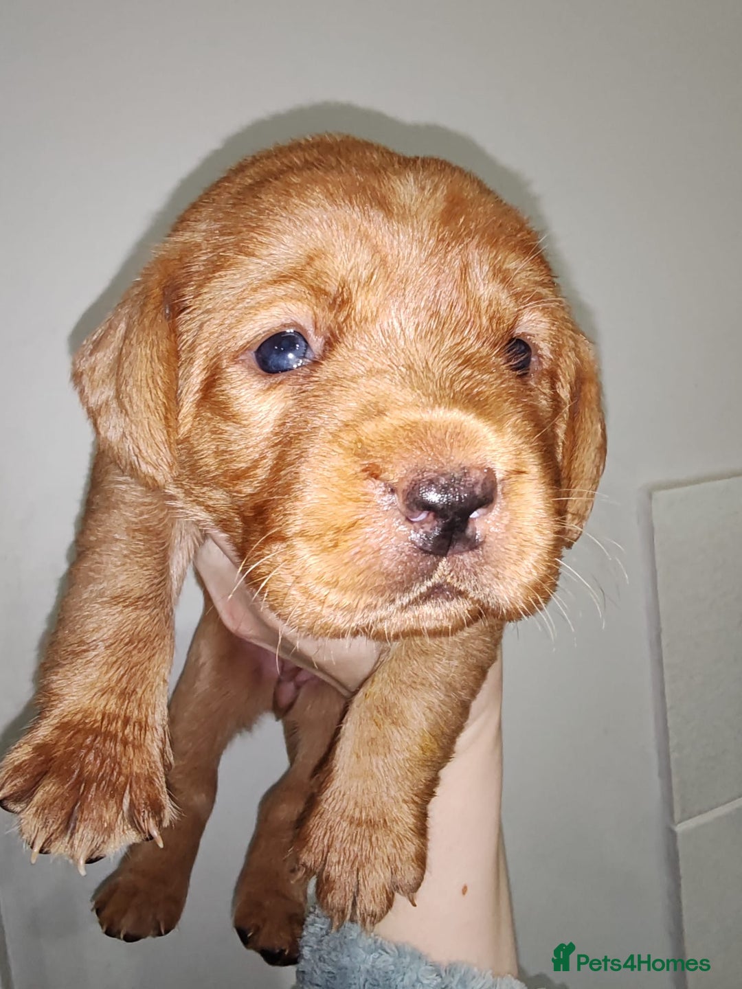 Labrador Retriever dogs for sale: LABRADOR PUPPIES GIRL AND BOY FOX RED 🐶🐕 - Advert 4