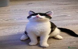 British Shorthair cats for sale: Two loving kittens ready for their forever home! - Image 1