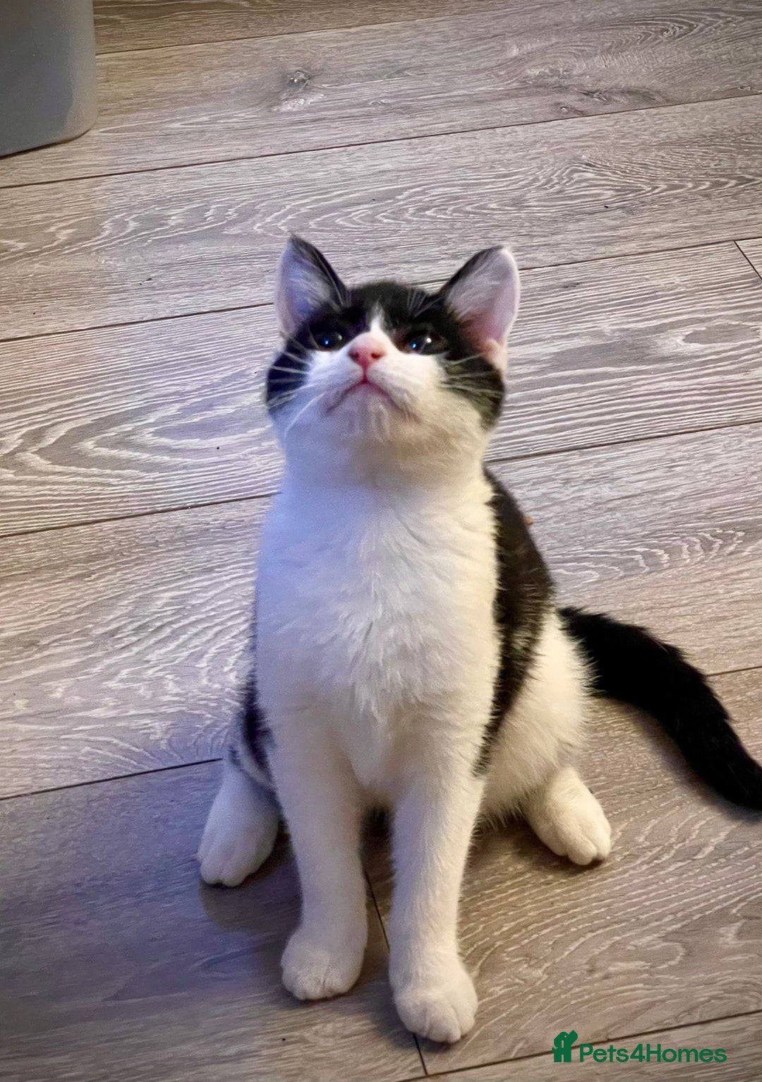 British Shorthair cats for sale: Two loving kittens ready for their forever home! - Image 1