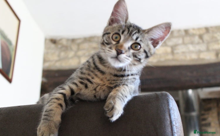 Savannah cats - Advert 2