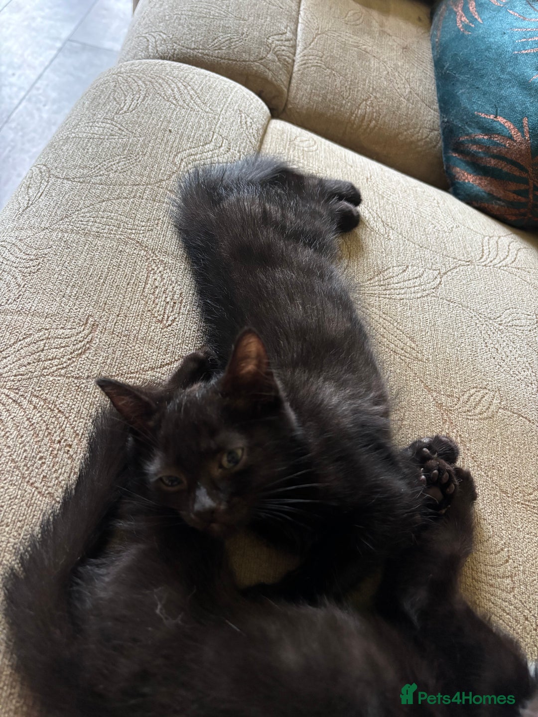 Domestic Shorthair cats for sale: 2 Beautiful Kittens Left!!! - Image 16