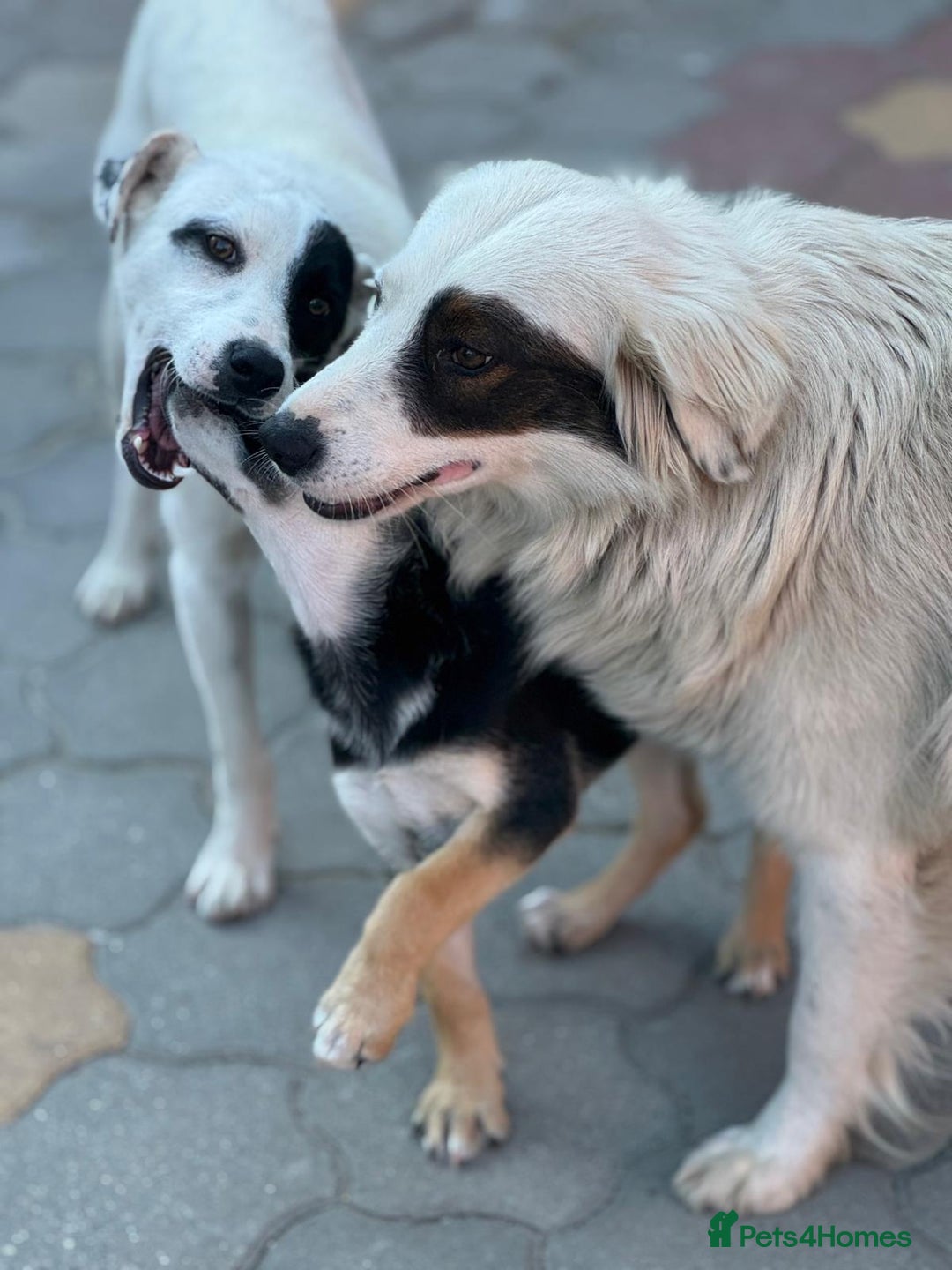 Mixed Breed dogs for adoption: DARIA -  a superb little girl, for a Loving Home - Image 29