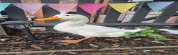 Ducks poultry for sale: Aylesbury Ducks in Tonbridge - Advert 3
