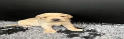 Labrador Retriever dogs for sale: KC registered hereditary clear pups. in Morpeth - Advert 3