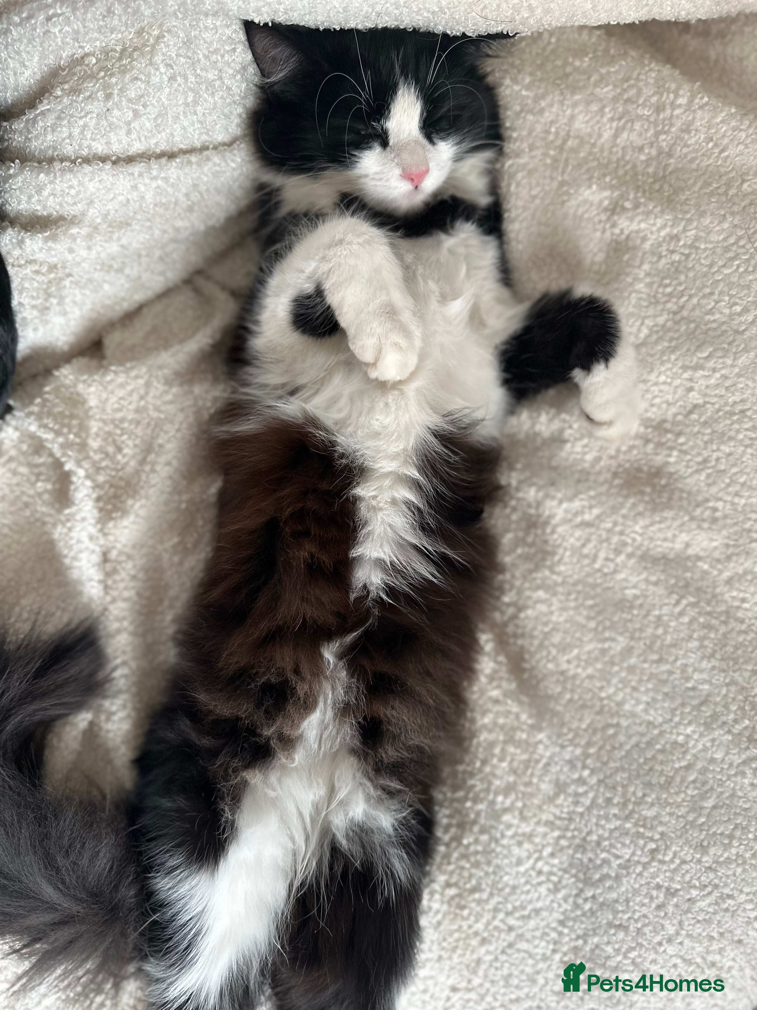 Mixed Breed cats Gorgeous domestic kittens - Advert 1