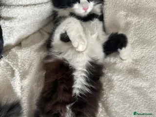 Mixed Breed cats Gorgeous domestic kittens - Advert 7