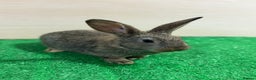 New Zealand rabbits for sale: New Zealand Kits Ready To Leave. Bucks and Does - Advert 5