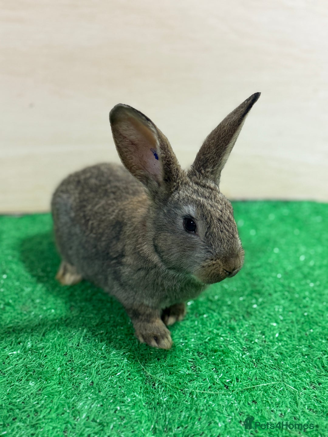 New Zealand rabbits for sale: New Zealand Kits Ready To Leave. Bucks and Does - Advert 5