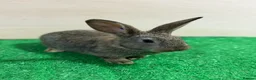 New Zealand rabbits for sale: New Zealand Kits Ready To Leave. Bucks and Does - Advert 5