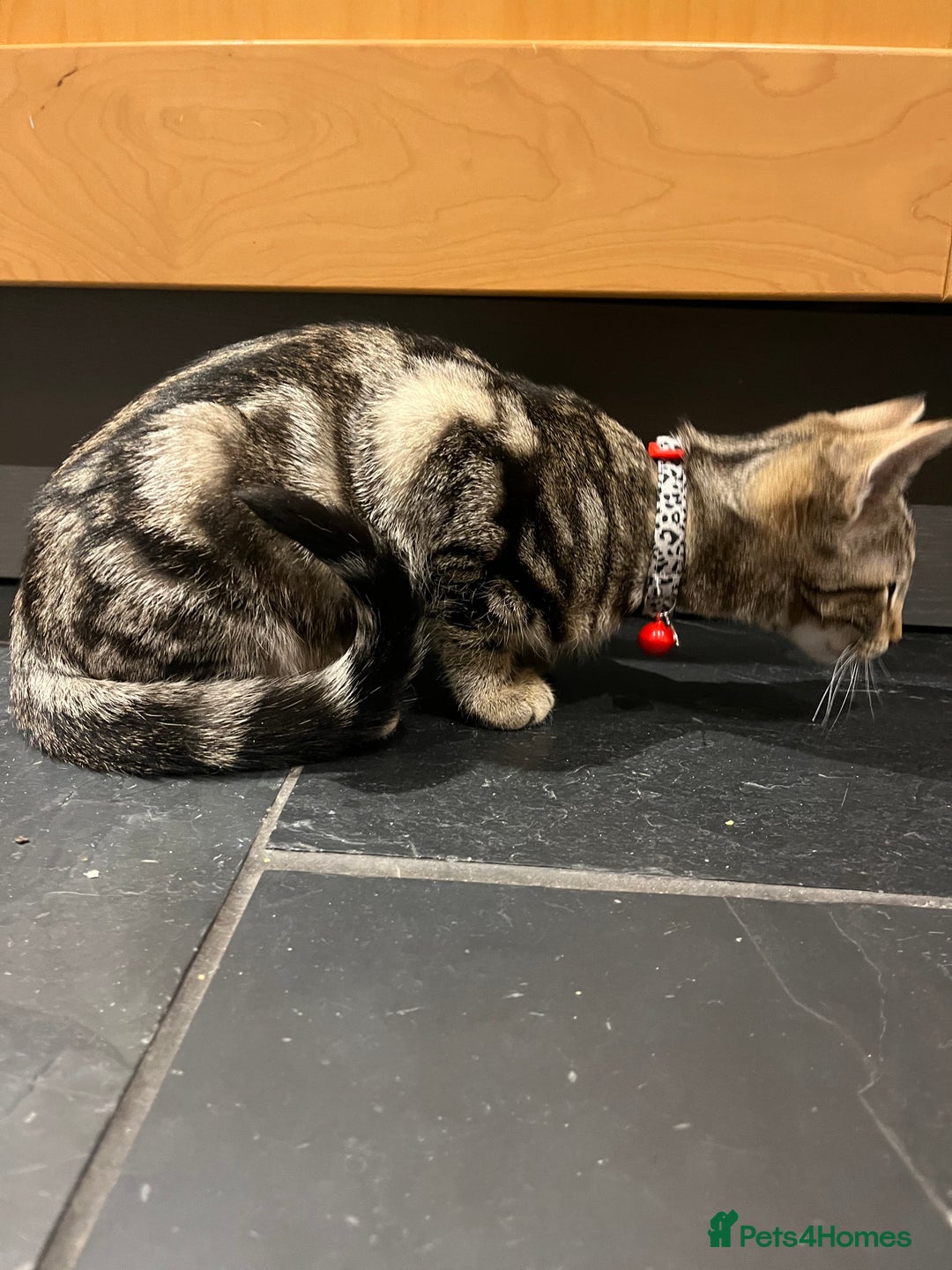 Mixed Breed cats for sale: Sibling Female Bengal x Ragdoll x 2 17 weeks old - Advert 10