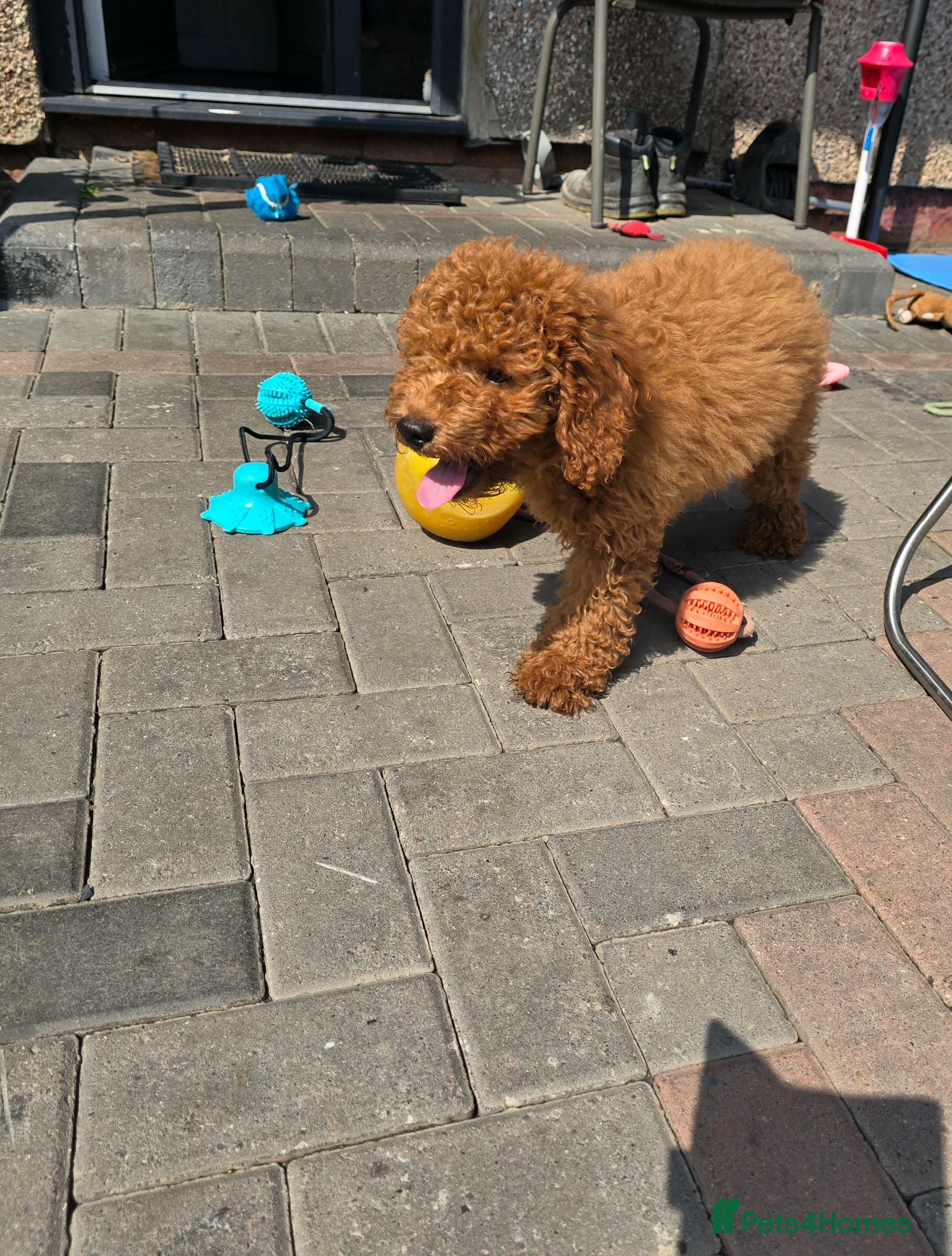 Cavapoo dogs Reduced LAST BOY cavapoo pup ready to leave  - Advert 2