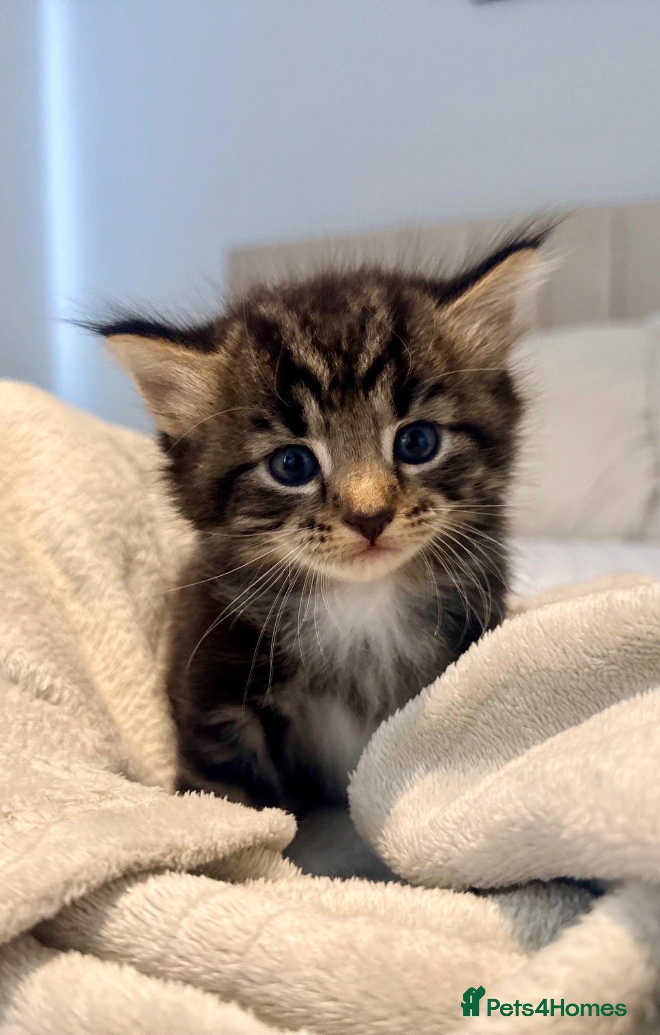 Turkish Angora cats 🐱Exceptional Turkish AngoraXmixed,GCCF REGISTERED - Advert 5