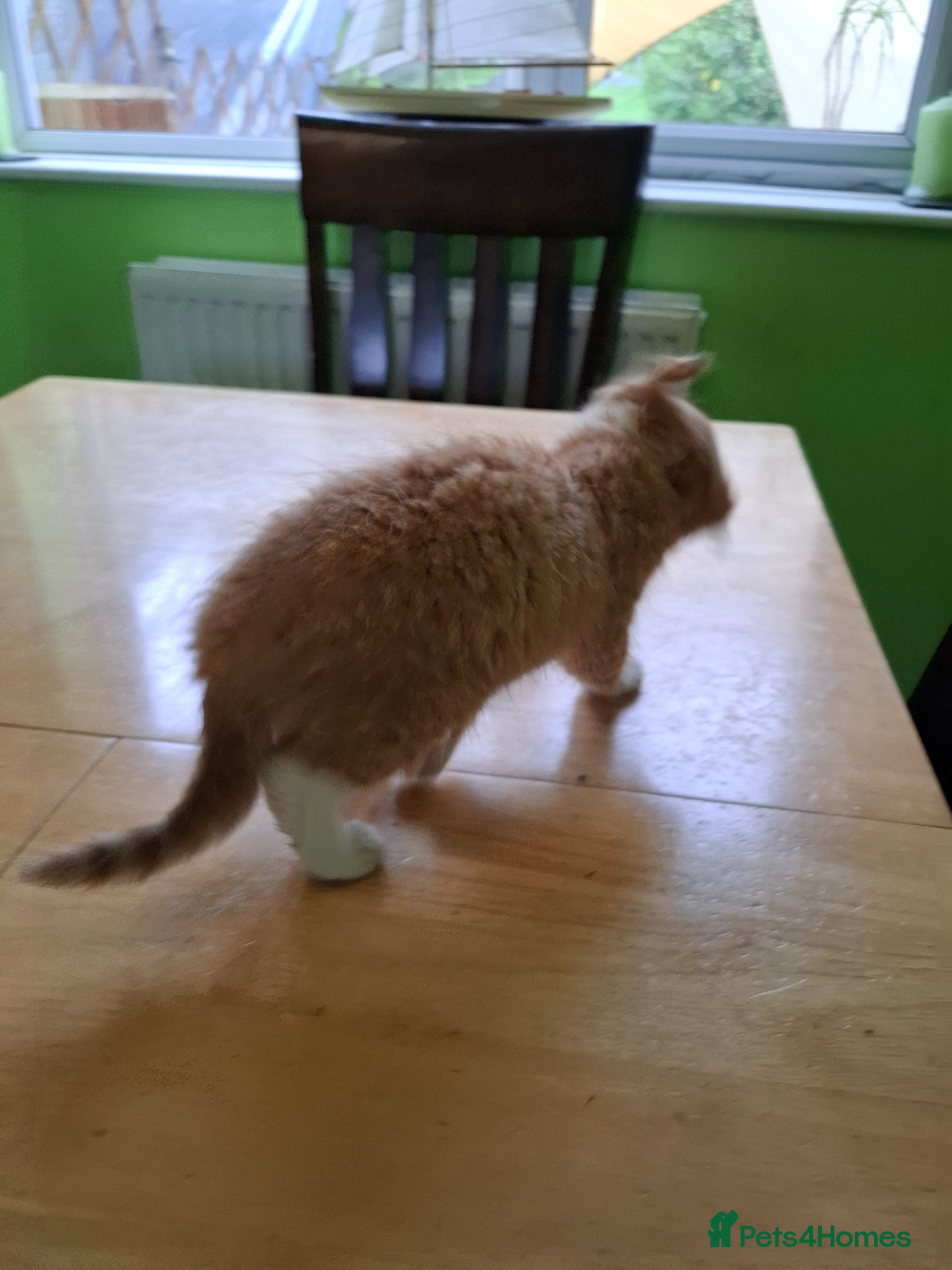 Mixed Breed cats for sale: Six 9 week old Kittens   - Advert 19