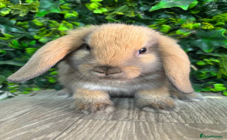 Mini Lop rabbits - Advert 9