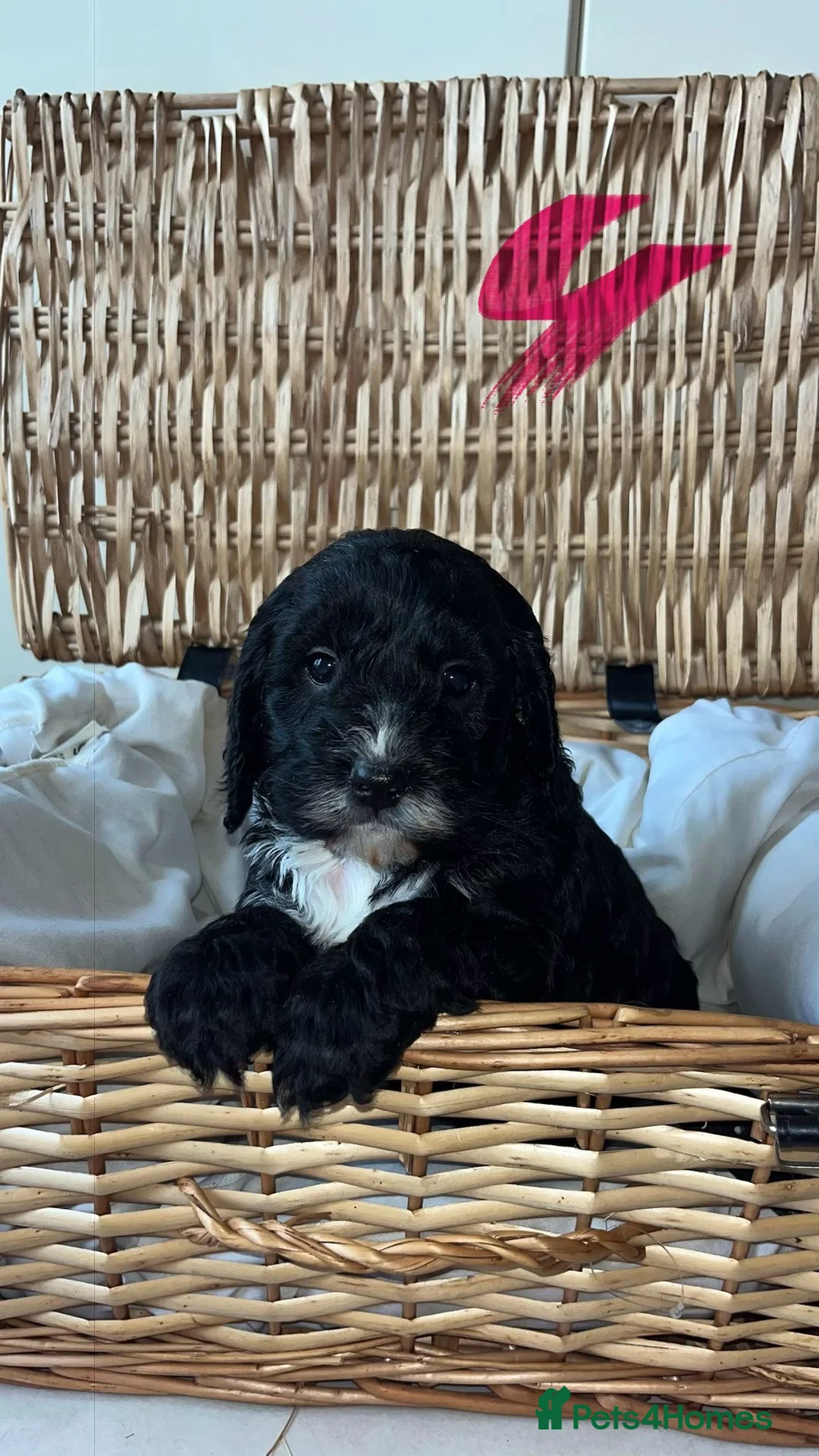 Cockapoo dogs for sale: 8 beautiful f1 toy cockerpoo READY NEXT WEEK - Advert 2