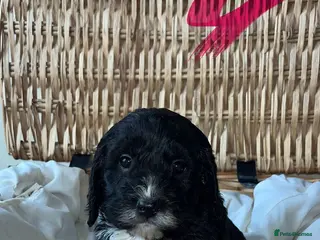 Cockapoo dogs 8 beautiful f1 toy cockerpoo - Advert 4