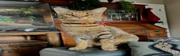Savannah cats for sale: F3 Savannah male for sale  - Advert 5