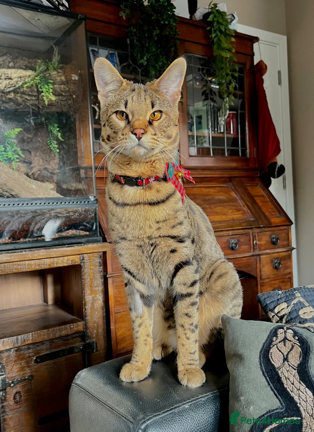 Savannah cats for sale: F3 Savannah male for sale  - Advert 5
