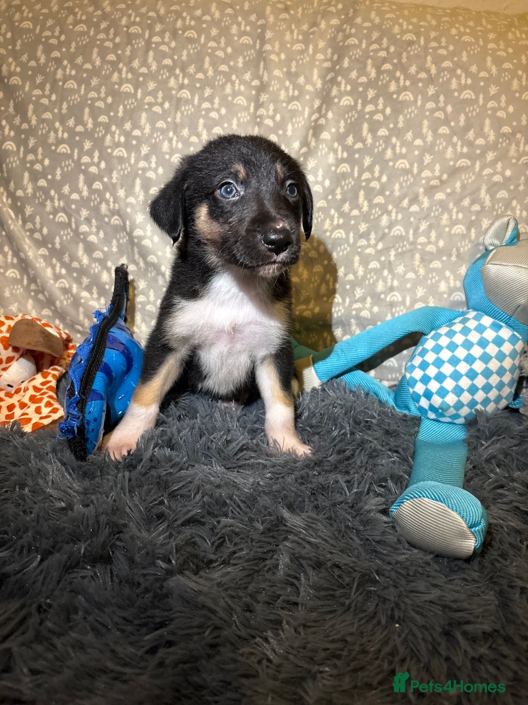 Border Collie dogs for sale: Border collie puppies for active homes  - Advert 13