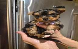 Yorkshire Terrier dogs for sale: 💝Beautiful Miniature Babies from 250g💝 - Image 21