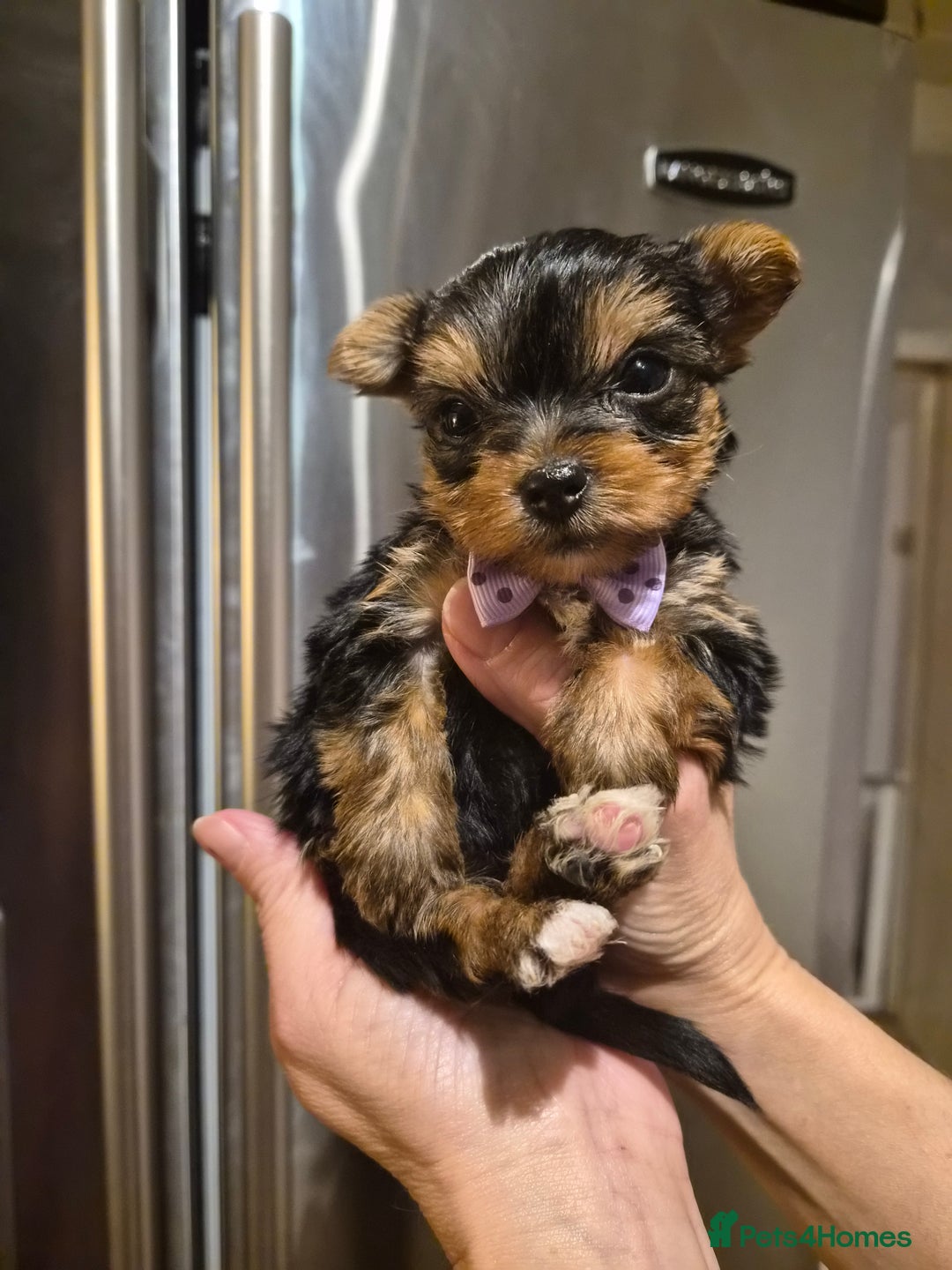 Yorkshire Terrier dogs for sale: 💝Beautiful Miniature Babies from 250g💝 - Image 21