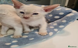 Siamese cats for sale: Siamese kittens 2 Chocolatepoint, 2 boys Bluepoint - Image 16