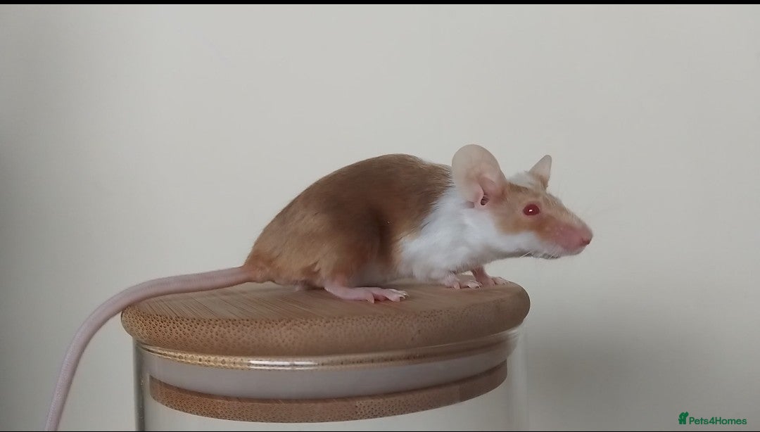 Mouse rodents for sale: 🐭 Female Mice Available for Adoption 🐭 - Image 18