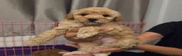 Miniature Poodle dogs for sale: Sweet Mini Poodles Ready for Homes 3 Male 1 Female in Stockport - Advert 11