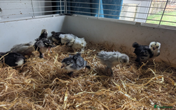 Chickens poultry for sale: Various unsexed chicks and Quails - Image 7