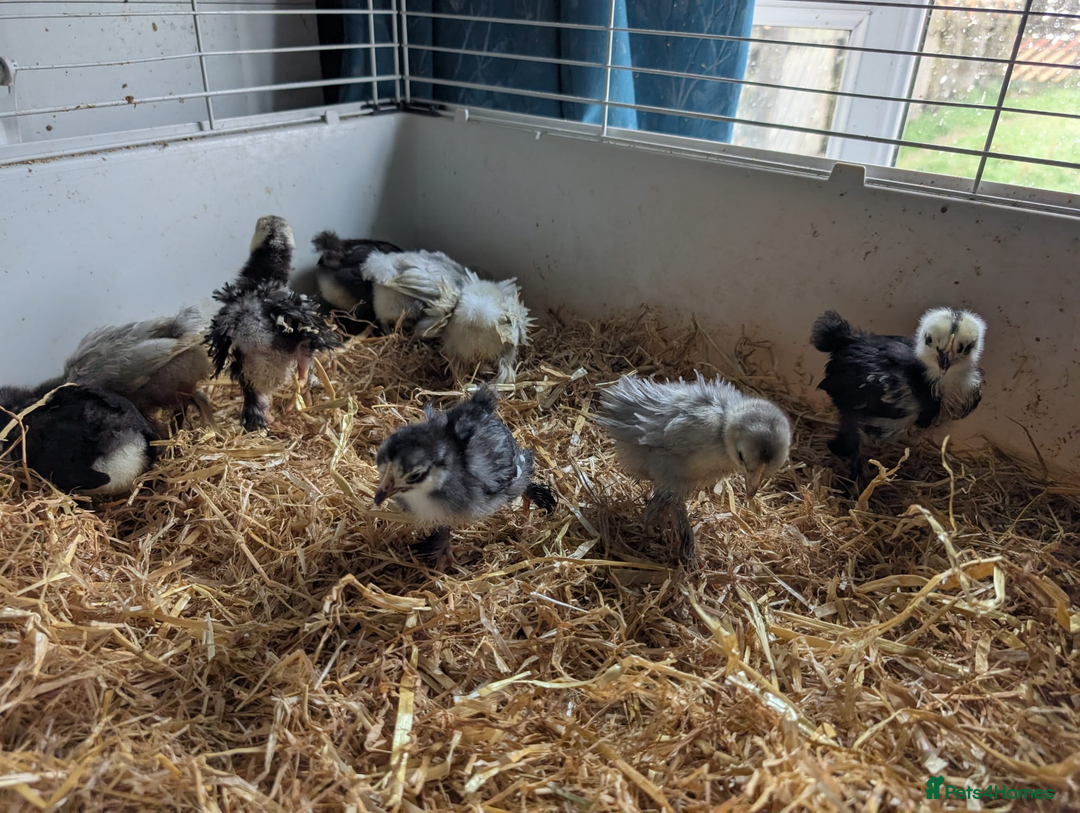 Chickens poultry for sale: Various unsexed chicks and Quails - Image 7