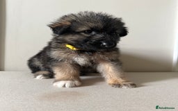 Mixed Breed dogs for sale: Alaskan Malamute x German Shepard Cross puppies - Image 11