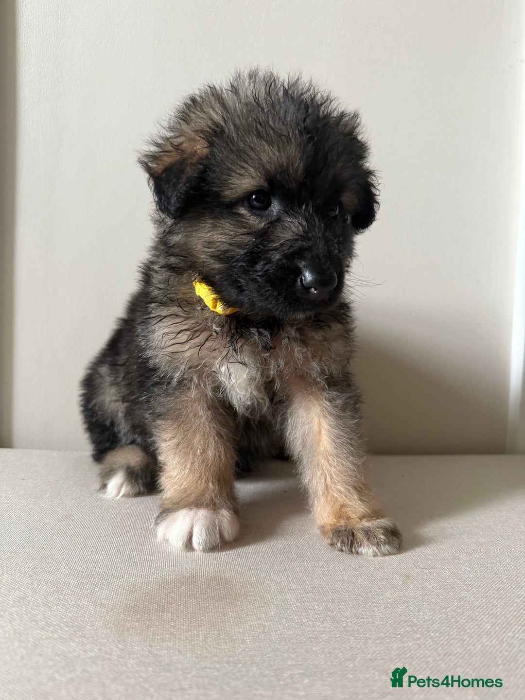 Mixed Breed dogs for sale: Alaskan Malamute x German Shepard Cross puppies - Image 11