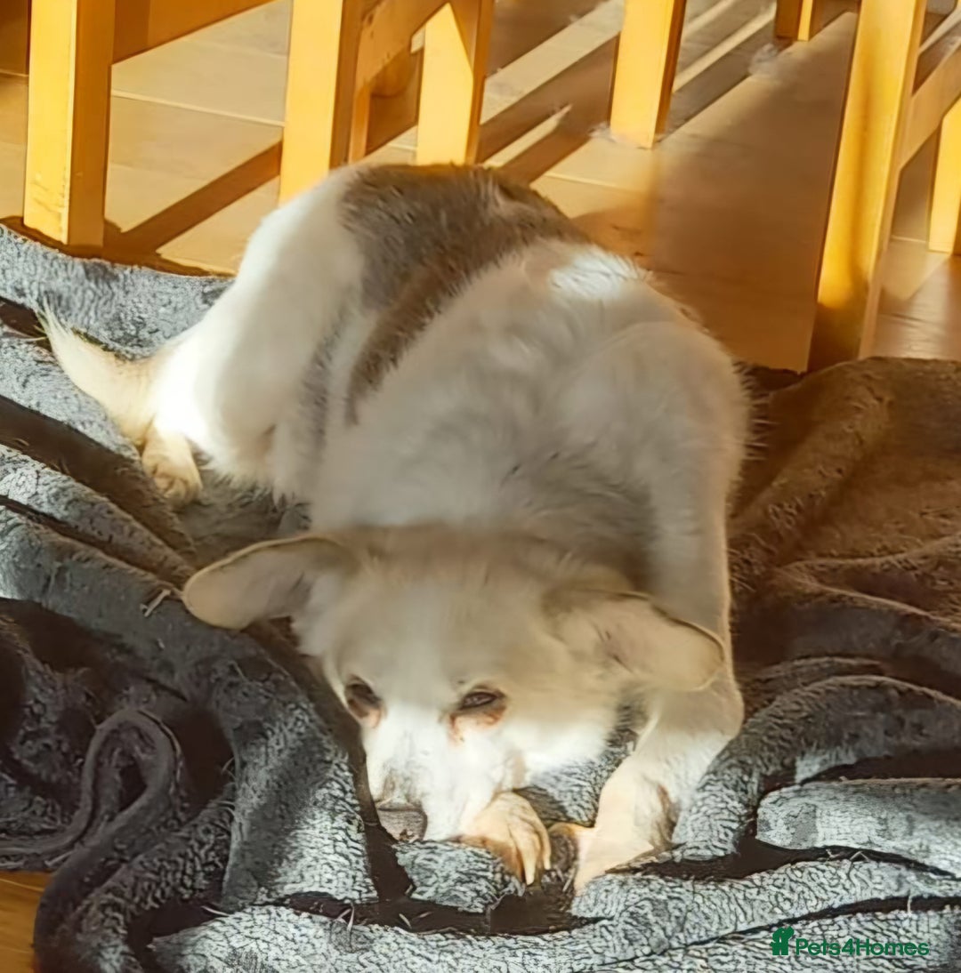 Mixed Breed dogs for adoption: Petite girl Allie - Advert 6