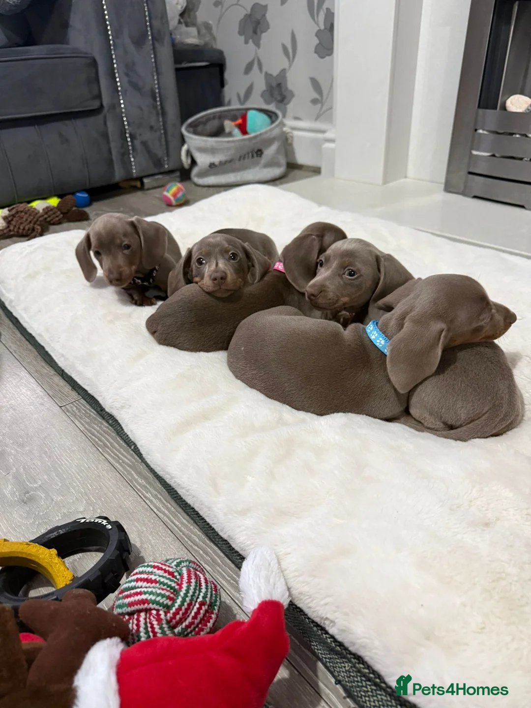 Miniature Dachshund dogs for sale: PRA Clear Miniature Dachshund Puppies  - Advert 13