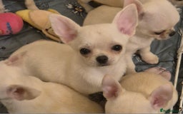 Chihuahua dogs for sale: KC registered 10 month ago smooth dog puppy  - Image 3
