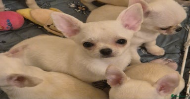 Chihuahua dogs - Advert 3