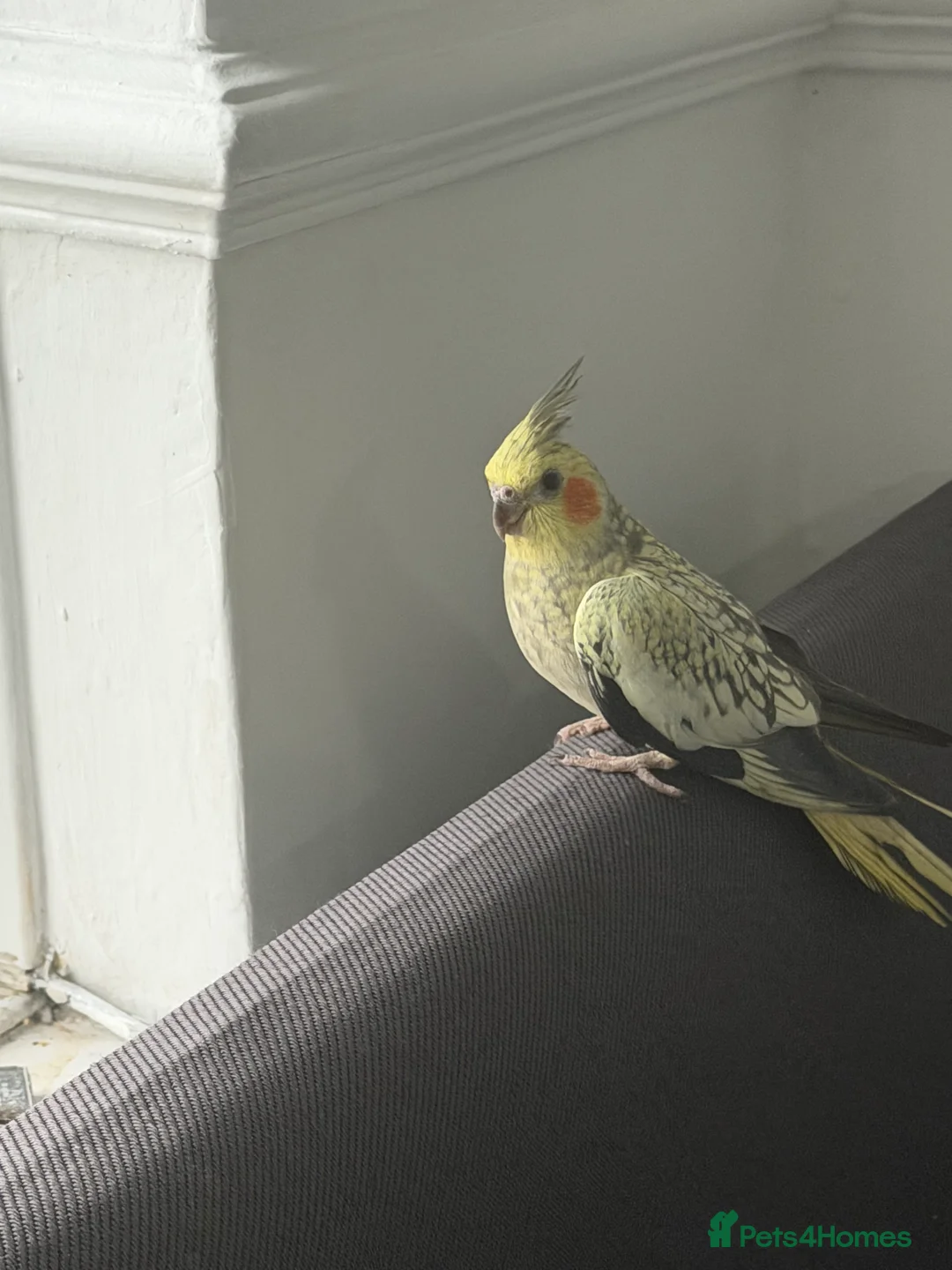 Cockatiels birds for sale: Baby cockatiel birds - Advert 2