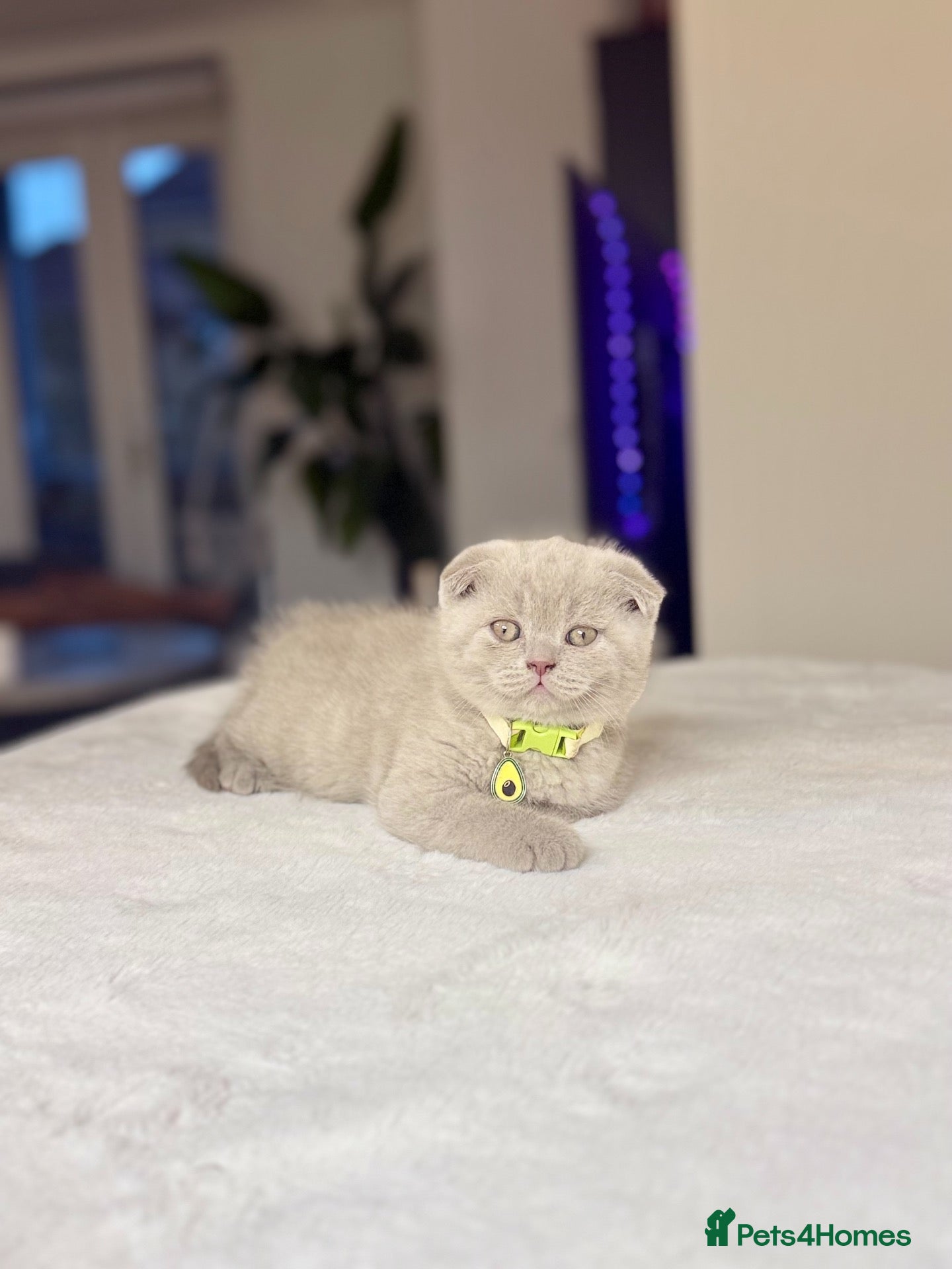Scottish Fold cats Scottish fold - Advert 1