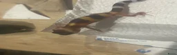 Leopard Gecko reptiles for sale: Leopard geckos for sale    - Advert 4